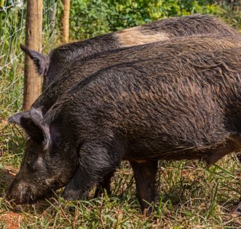 How to protect the crop against wild boar attacks?