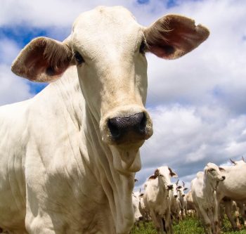 5 dicas para criação de gado nelore